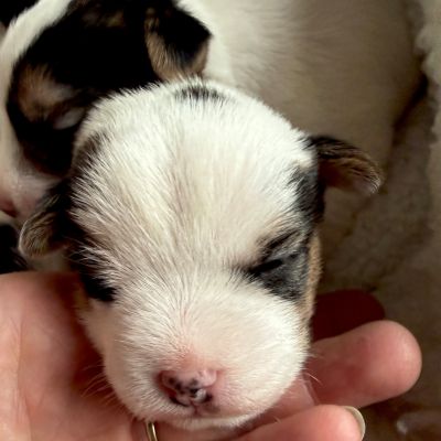 of Cornwall´s Pride Parson Russell Terrier Welpen of Cornwall´s Pride