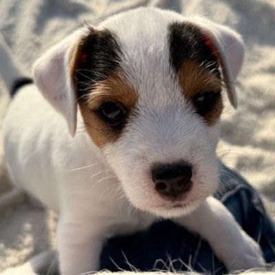 Parson Russell Terrier Welpe