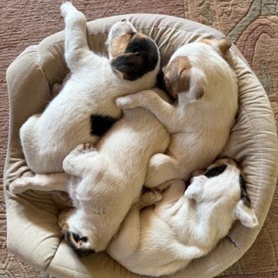 Parson Russell Terrier Welpen