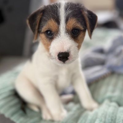 Parson Russell Terrier Welpe