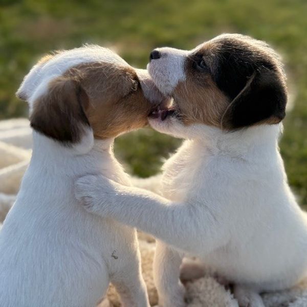 Parson Russell Terrier Welpen