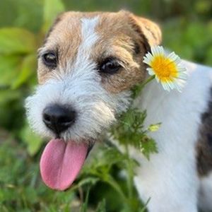 Parson Russell Terrier of Cornwall´s Pride
