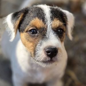 Parson Russell Terrier Tricksters