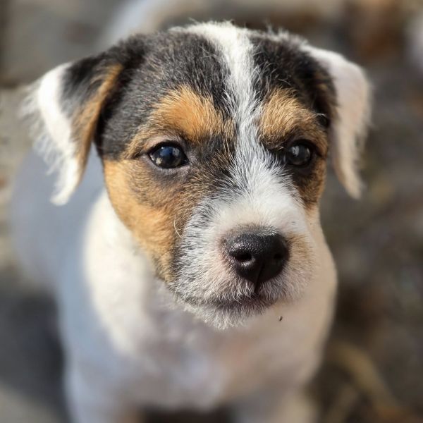 Parson Russell Terrier Tricksters
