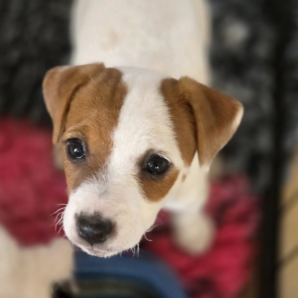 Parson Russell Terrier Tricksters