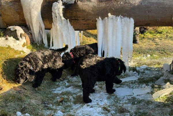 Russische Schwarze Terrier Welpen