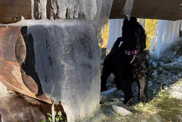 Russische Schwarze Terrier Welpe