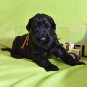 Russischer Schwarzer Terrier Welpen