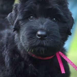 Russische Schwarze Terrier Welpen