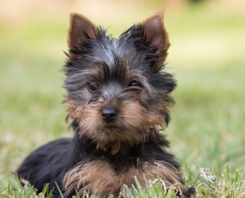 Australian Silky Terrier vom Grauen Strom