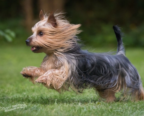 Australian Silky Terrier vom Grauen Strom