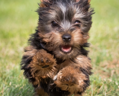 Australian Silky Terrier vom Grauen Strom