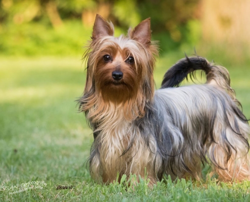 Australian Silky Terrier vom Grauen Strom