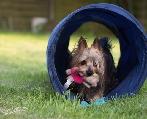 Australian Silky Terrier vom Grauen Strom