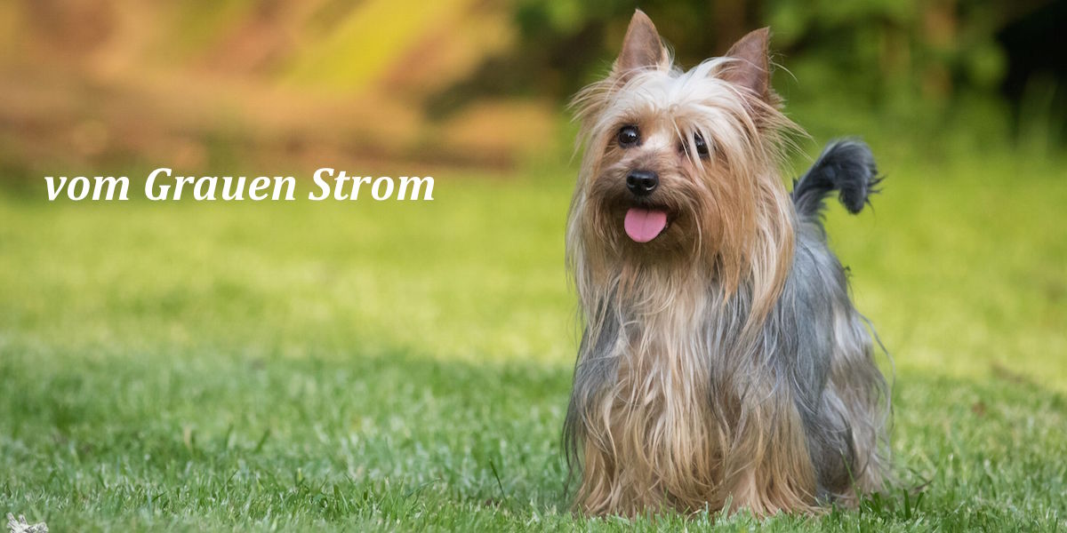 Australian Silky Terrier vom Grauen Strom