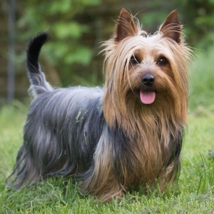 Australian Silky Terrier vom Grauen Strom