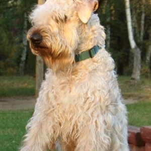 Wheaten Terrier von der Schönen Lausitz