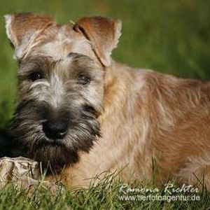 Kerry Blue Terrier Welpen