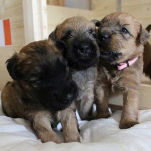 Irish Soft Coated Wheaten Terrier Welpen