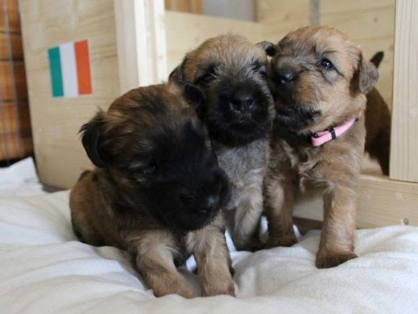 Irish Soft Coated Wheaten Terrier Welpen