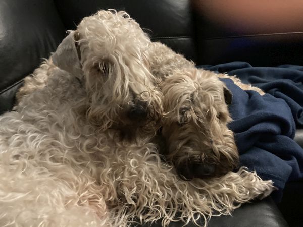 Irish Soft Coated Wheaten Terrier