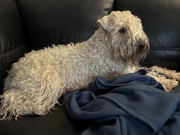 Irish Soft Coated Wheaten Terrier