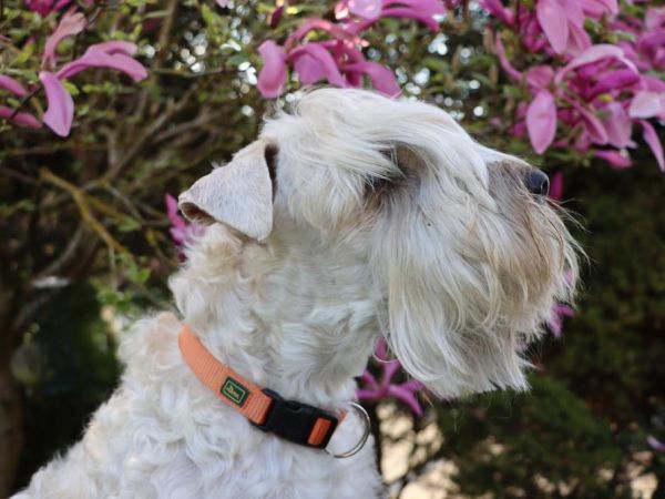 Irish Soft Coated Wheaten Terrier