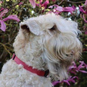Irish Soft Coated Wheaten Terrier