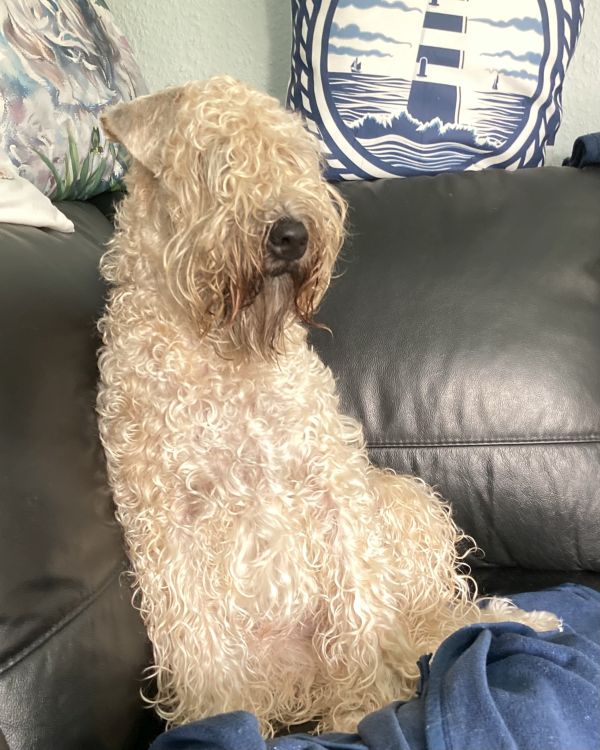 Irish Soft Coated Wheaten Terrier