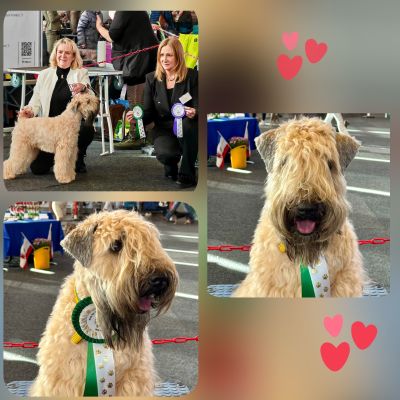 Irish Soft Coated Wheaten Terrier vom Diekhof