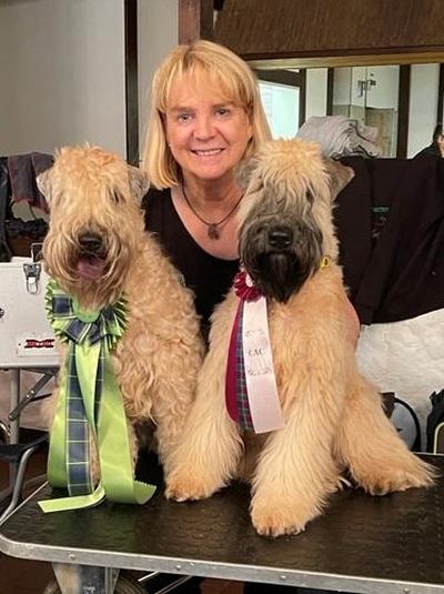 Irish Soft Coated Wheaten Terrier vom Diekhof
