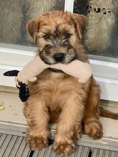 Irish Soft Coated Wheaten Terrier vom Diekhof