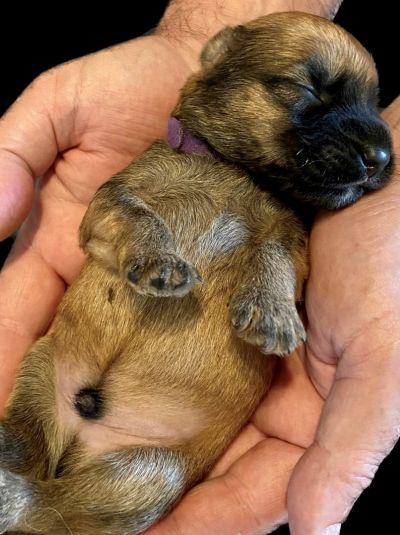 Irish Soft Coated Wheaten Terrier vom Diekhof