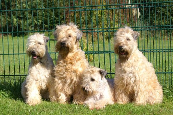Irish Soft Coated Wheaten Terrier vom Diekhof