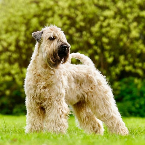 Irish Soft Coated Wheaten Terrier vom Diekhof