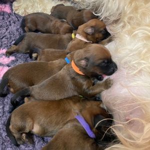 Irish Soft Coated Wheaten Terrier Welpen