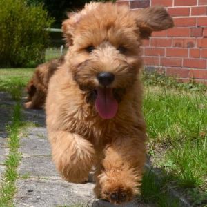 Irish Soft Coated Wheaten Welpe vom Bärenreich