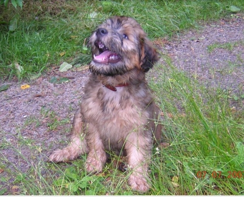 Irish Soft Coated Wheaten Terrier - Charming Wheaten