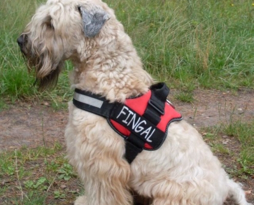 Irish Soft Coated Wheaten Terrier - Charming Wheaten