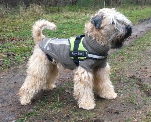 Irish Soft Coated Wheaten Terrier - Charming Wheaten