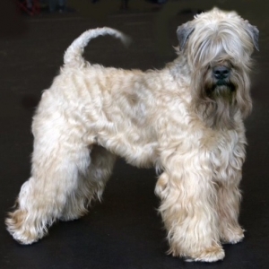 Wheaten Terrier Charming Wheaten