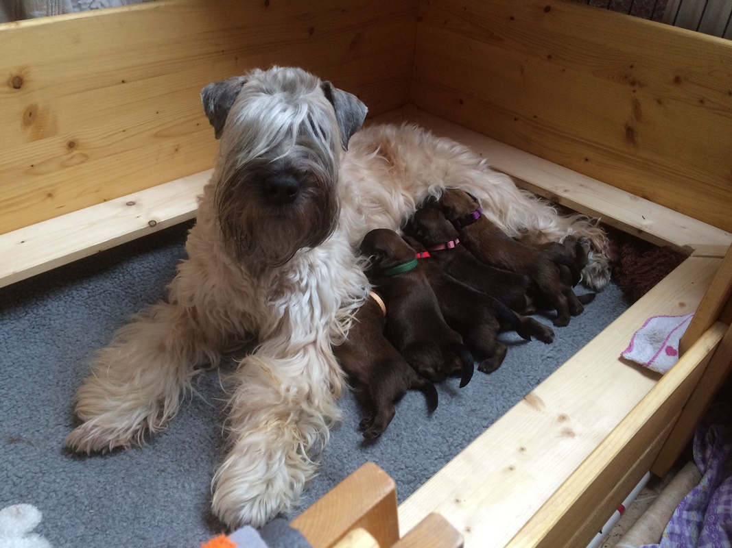 Irish Soft Coated Wheaten Terrier - Charming Wheaten