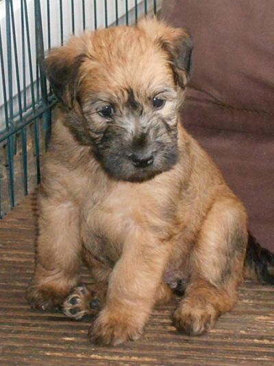 süßer kleiner Irish Soft Coated Wheaten Terrier