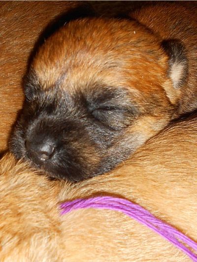 frisch geworfener Irish Soft Coated Wheaten Terrier