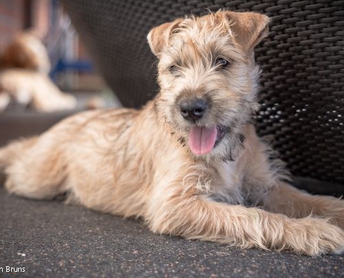 Irish Soft Coated Wheaten Terrier Welpe