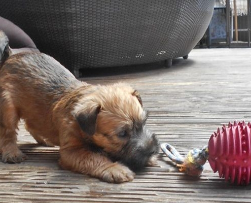 Welpe Irish Soft Coated Wheaten Terrier