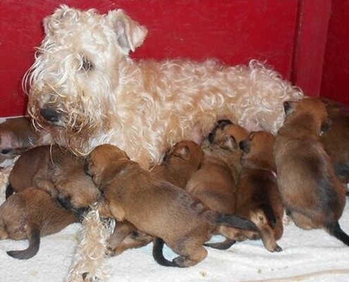 Wurfkiste Irish Soft Coated Wheaten Terrier