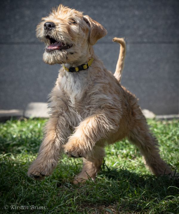 tolles Foto eines Irish Soft Coated Wheaten Terrier