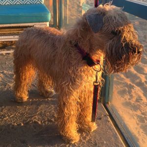 Charming walk the Line Wheaten Terrier