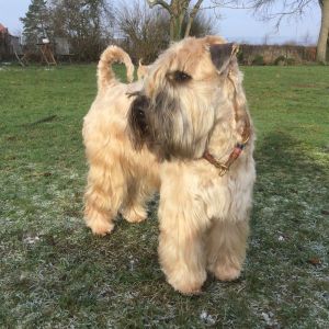 Irish Soft Coated Wheaten Terrier Charming Wheaten